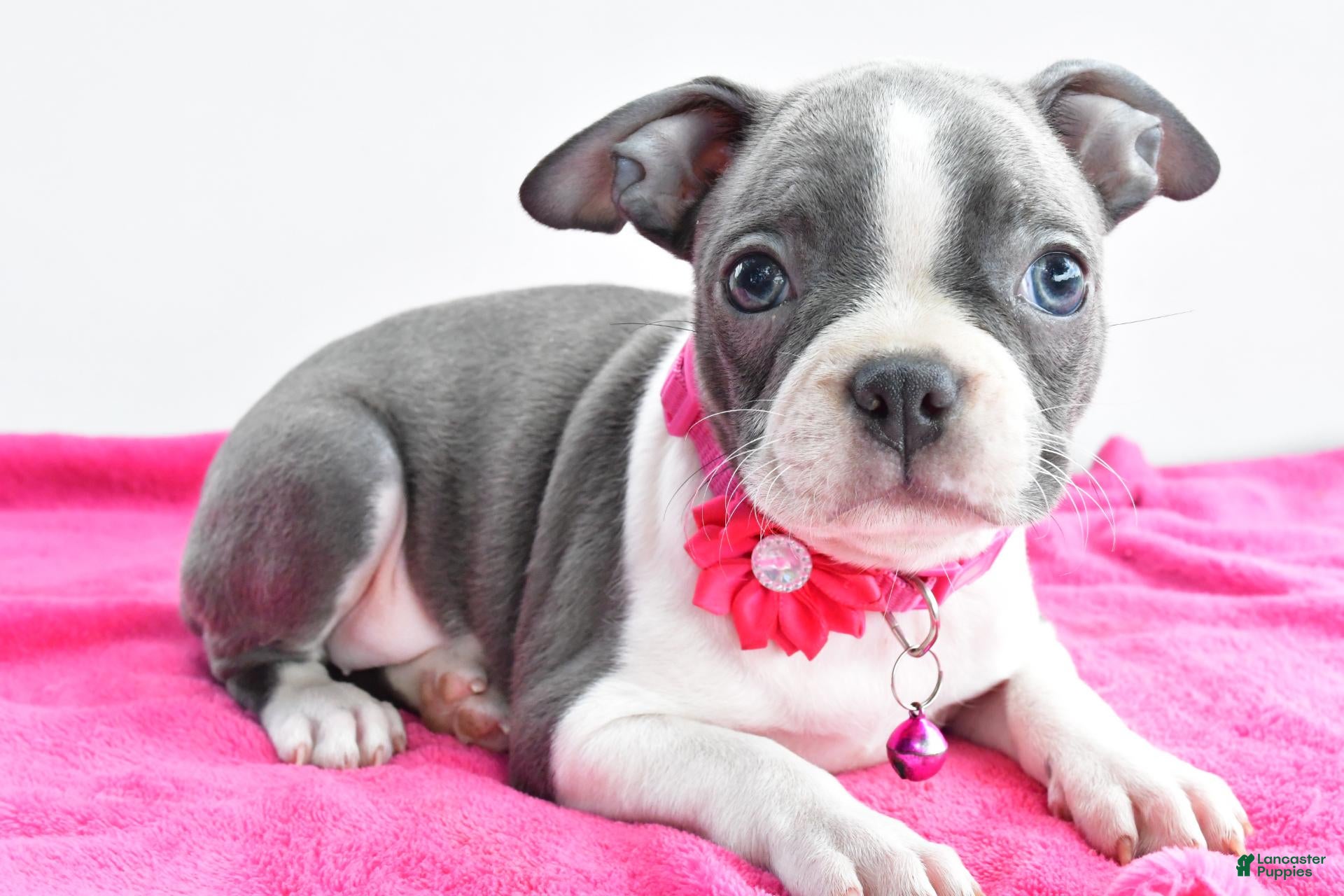 Boston Terrier dogs Izzy - Ad 2