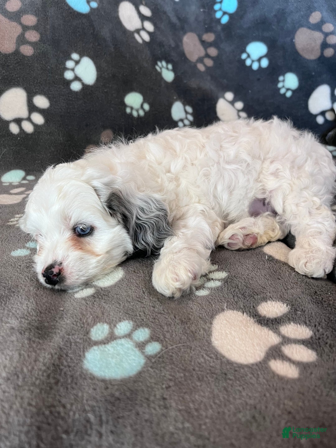 Cockapoo dogs for sale: Cockapoo Puppy 5 - Ad 5