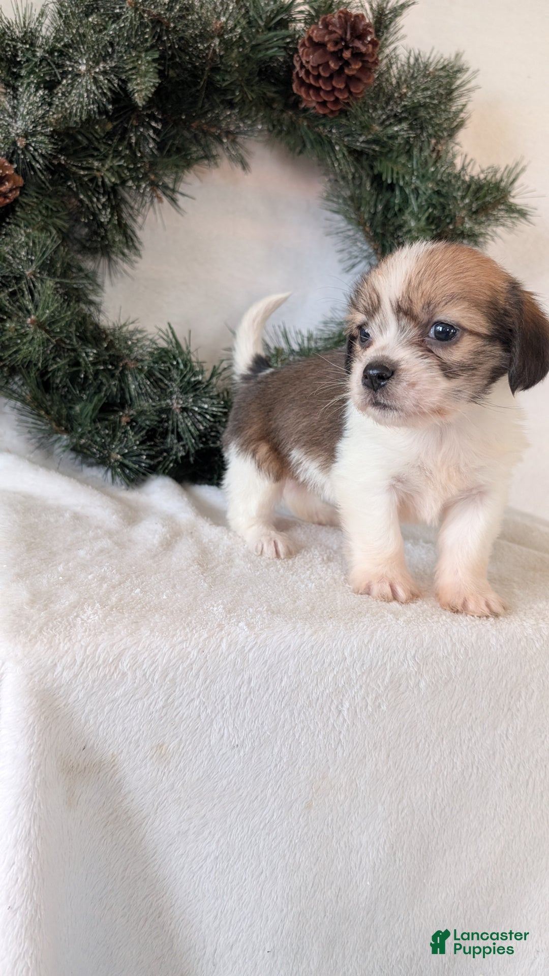 Mixed Breed dogs for sale: Ann - Ad 13