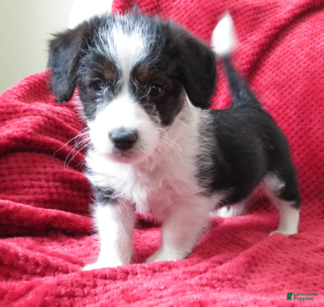 Corgipoo dogs for sale: Corgipoo Puppy 2 - Ad 5