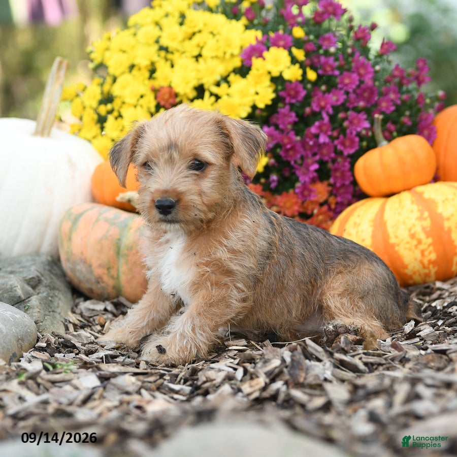 Mixed Breed dogs Bambie - Ad 2