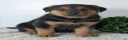 Mixed Breed dogs for sale: Finn - Ad 18