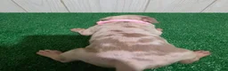 American Bully dogs for sale: American Bully XL Puppy 9 (Light Pink Collar) - Ad 5