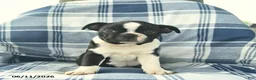 Boston Terrier dogs for sale: Finn  - Ad 3
