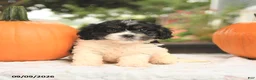Cavapoo dogs for sale: Freddie - Ad 4