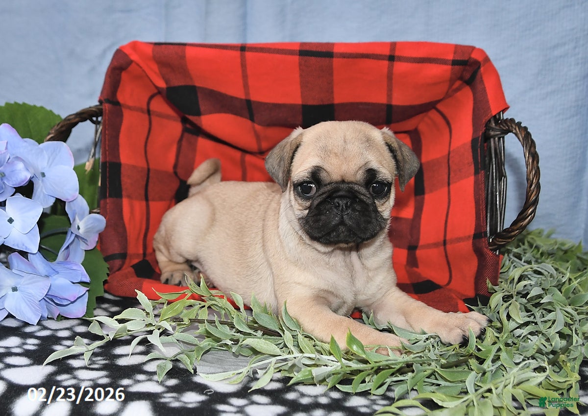 Pug dogs Cassie - Ad 1