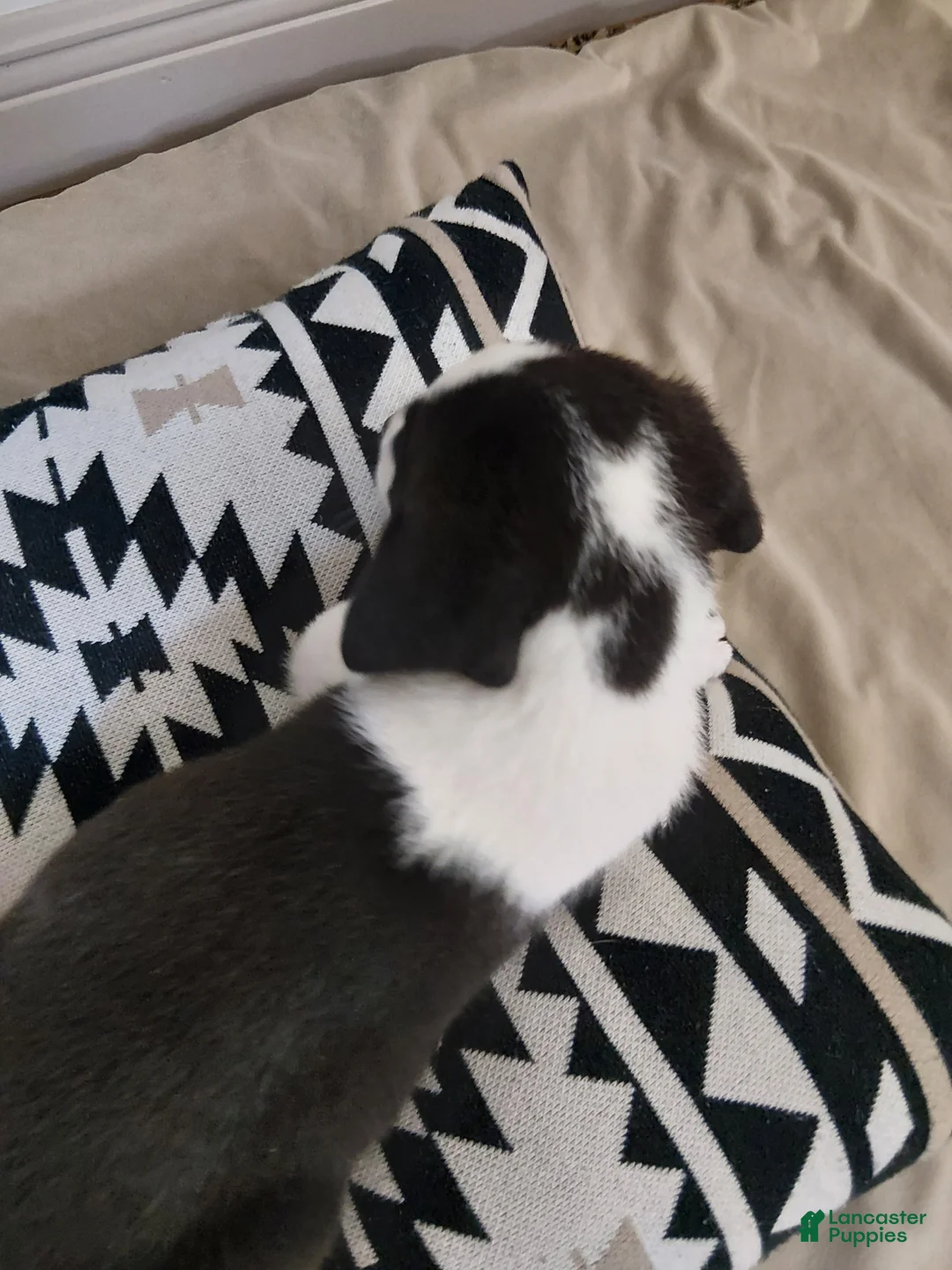 Mixed Breed dogs for sale: Athena - Ad 2