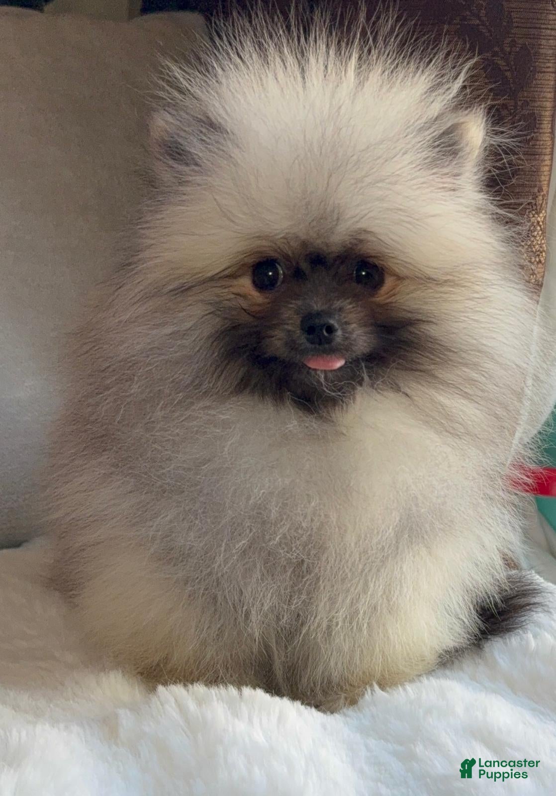 Pomeranian dogs Pomeranian Puppy victoria  - Ad 2