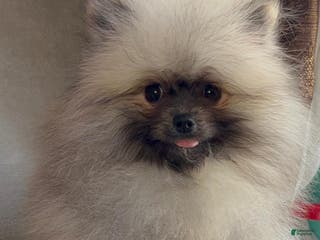 Pomeranian dogs Pomeranian Puppy victoria - Ad 27