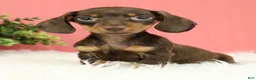 Miniature Dachshund dogs for sale: Pepper 🍩 - Ad 3