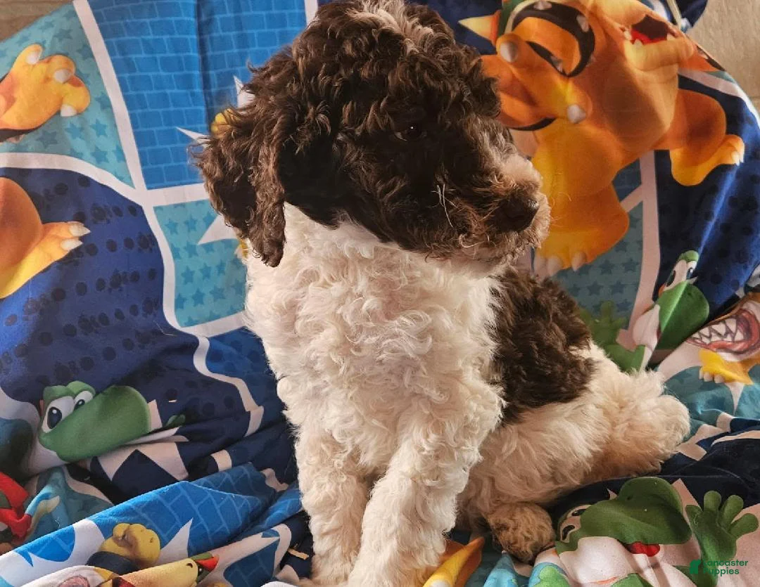 Double Doodle dogs for sale: Luca - Ad 2