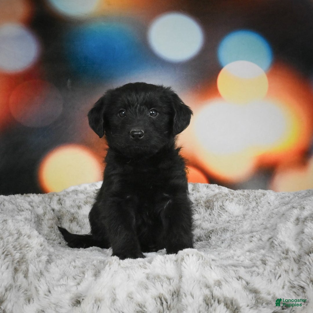 Mixed Breed dogs for sale: Sugar - Ad 2