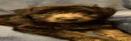 Mixed Breed dogs for sale: Willow - Ad 4