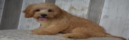 Cavapoo dogs for sale: Maverick - Ad 5
