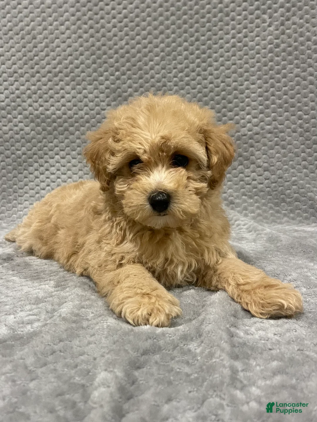 Bichpoo dogs for sale: Flynn - Ad 4