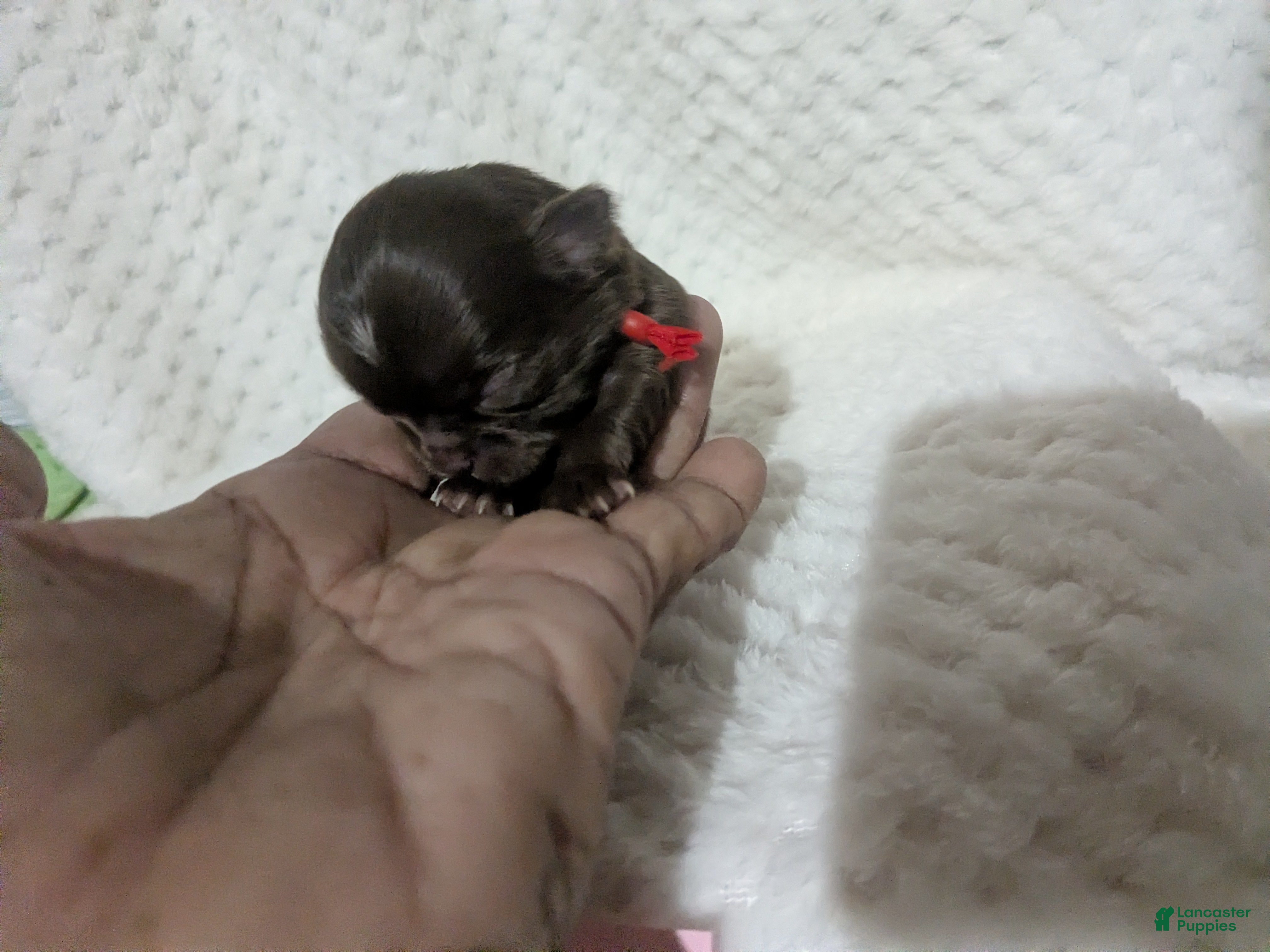 Chihuahua dogs Ruby Long Coat Female  - Ad 10