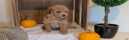 Miniature Poodle dogs for sale: Lady  - Ad 6