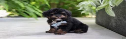 Cavapoo dogs for sale: Lil Bear - Ad 11