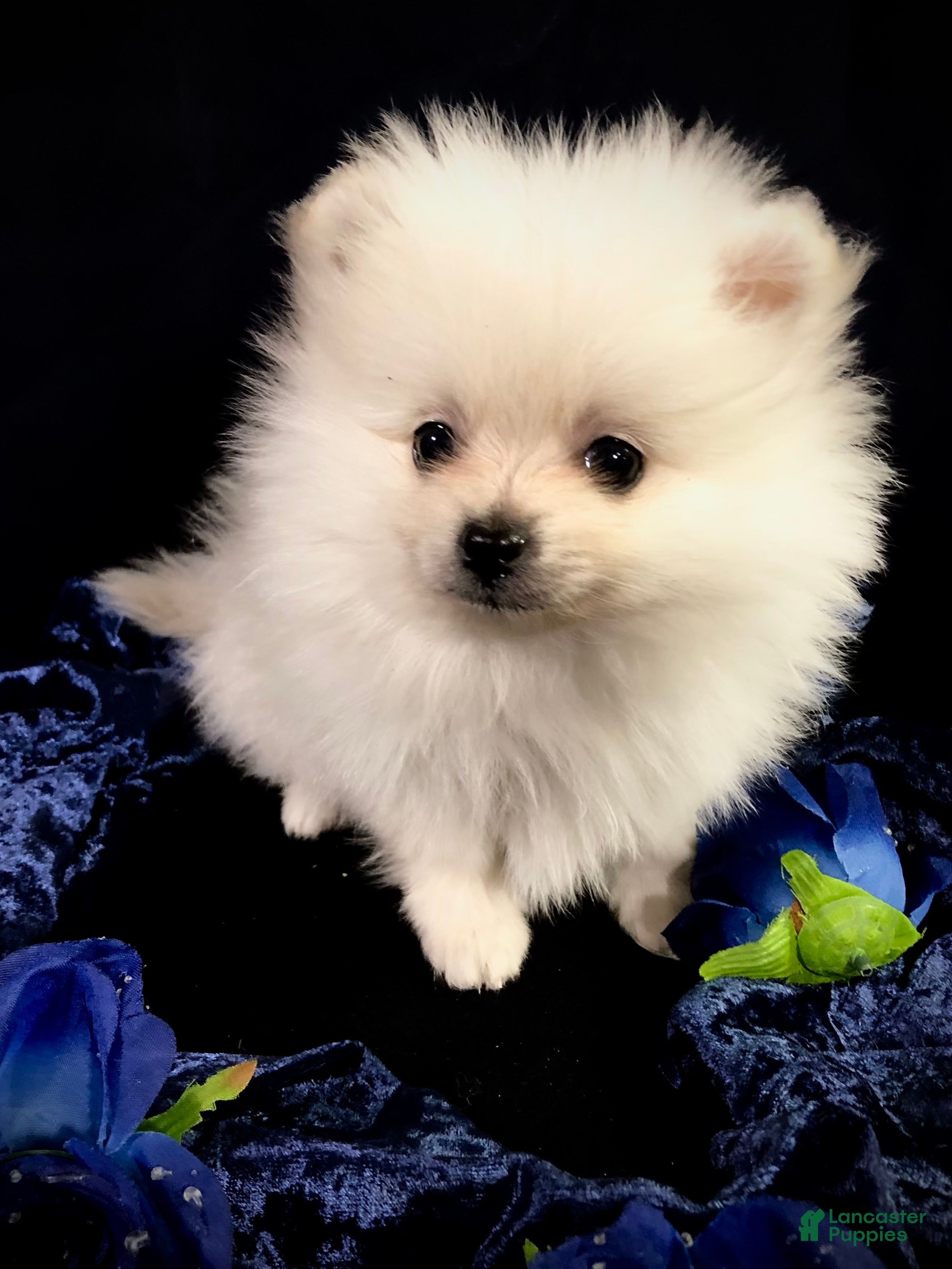 Pomeranian dogs Pomeranian Puppy 1 - Ad 1
