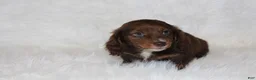 Miniature Dachshund dogs for sale: Jack - Ad 3