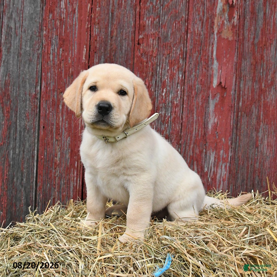 Labrador Retriever dogs Wibur - Ad 1