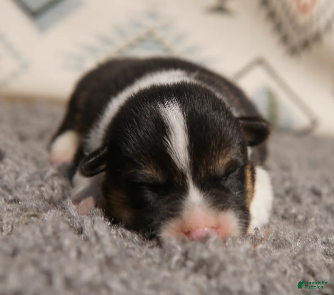 Welsh Corgi Pembroke dogs for sale: Maple - Ad 2