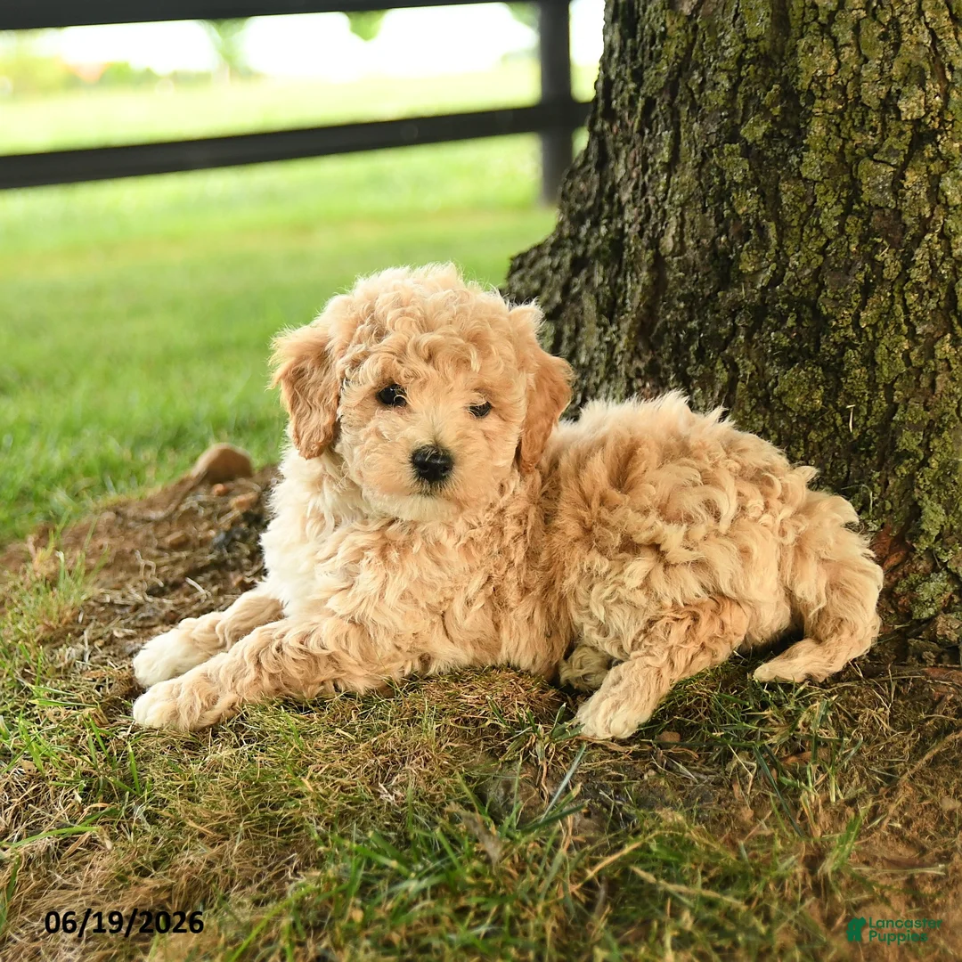 Bichpoo dogs for sale: Dominic - Ad 5