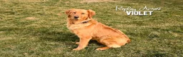 Golden Retriever dogs for sale: Finn    Genetic/OFA - Ad 10
