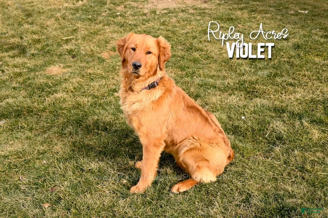 Golden Retriever dogs for sale: Finn    Genetic/OFA - Ad 10