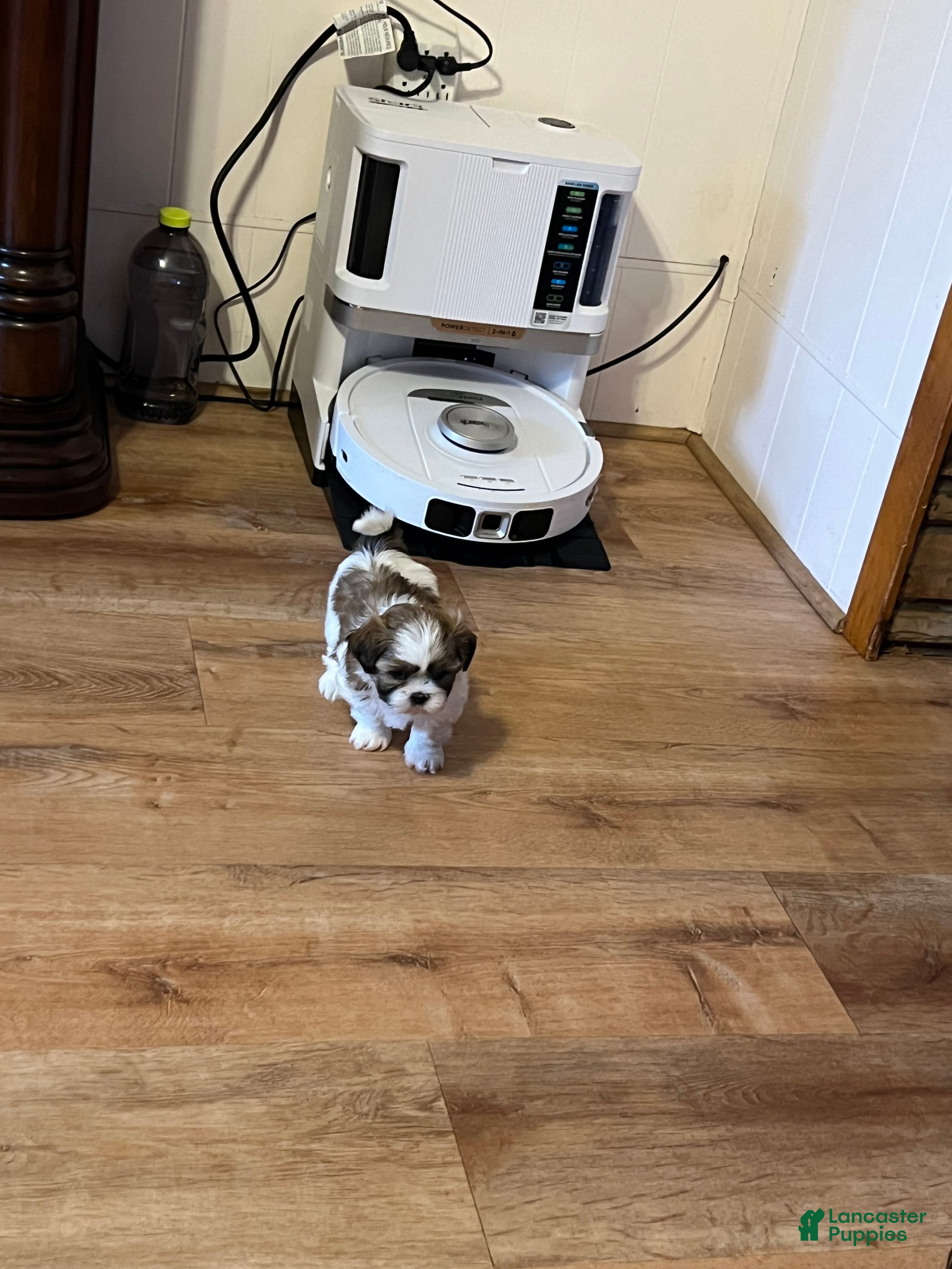 Shih Tzu dogs Shih Tzu Puppy 1 - Ad 2