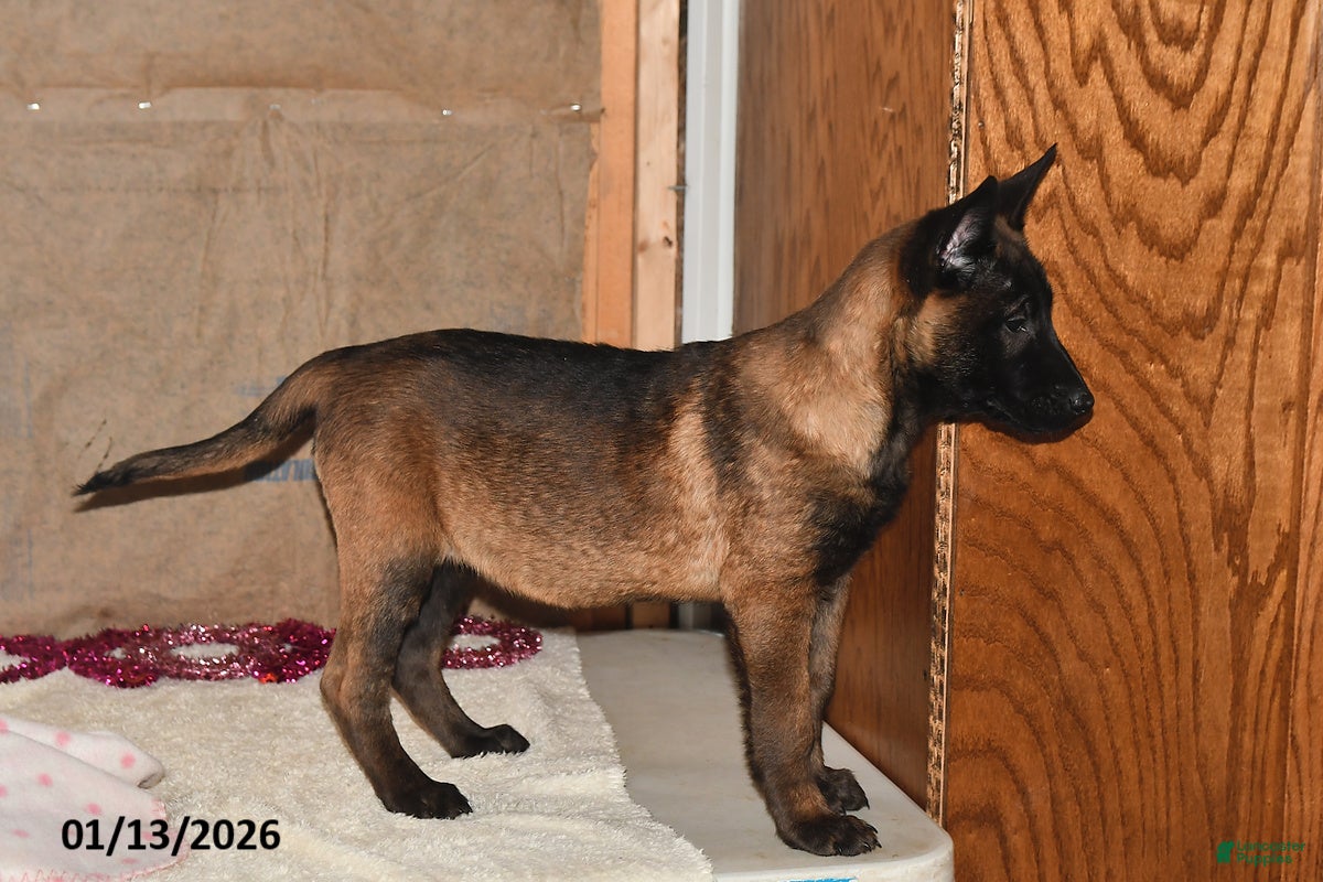 Belgian Malinois dogs Lacey - Ad 13