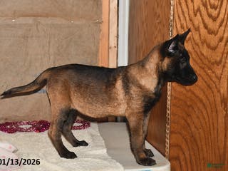 Belgian Malinois dogs Lacey - Ad 5