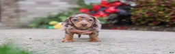 Miniature Dachshund dogs for sale: Ivy - Ad 4