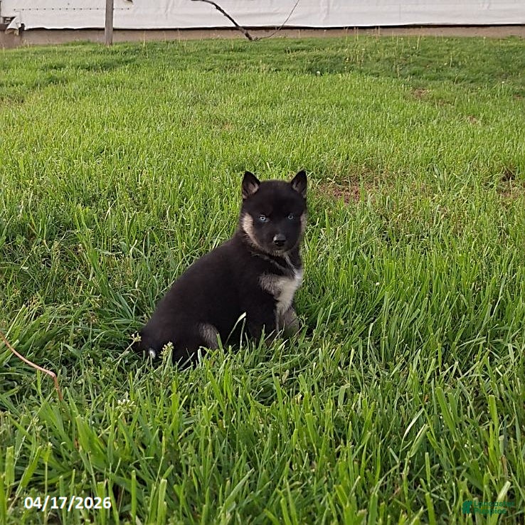 Gerberian Shepsky dogs Diesel - Ad 2