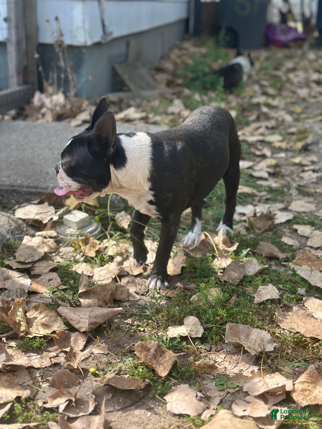 Mixed Breed dogs for sale: Sebastian - Ad 4