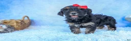 Shorkie dogs for sale: SAMMY - Ad 4