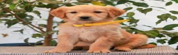 Golden Retriever dogs for sale: Pansie  - Ad 1