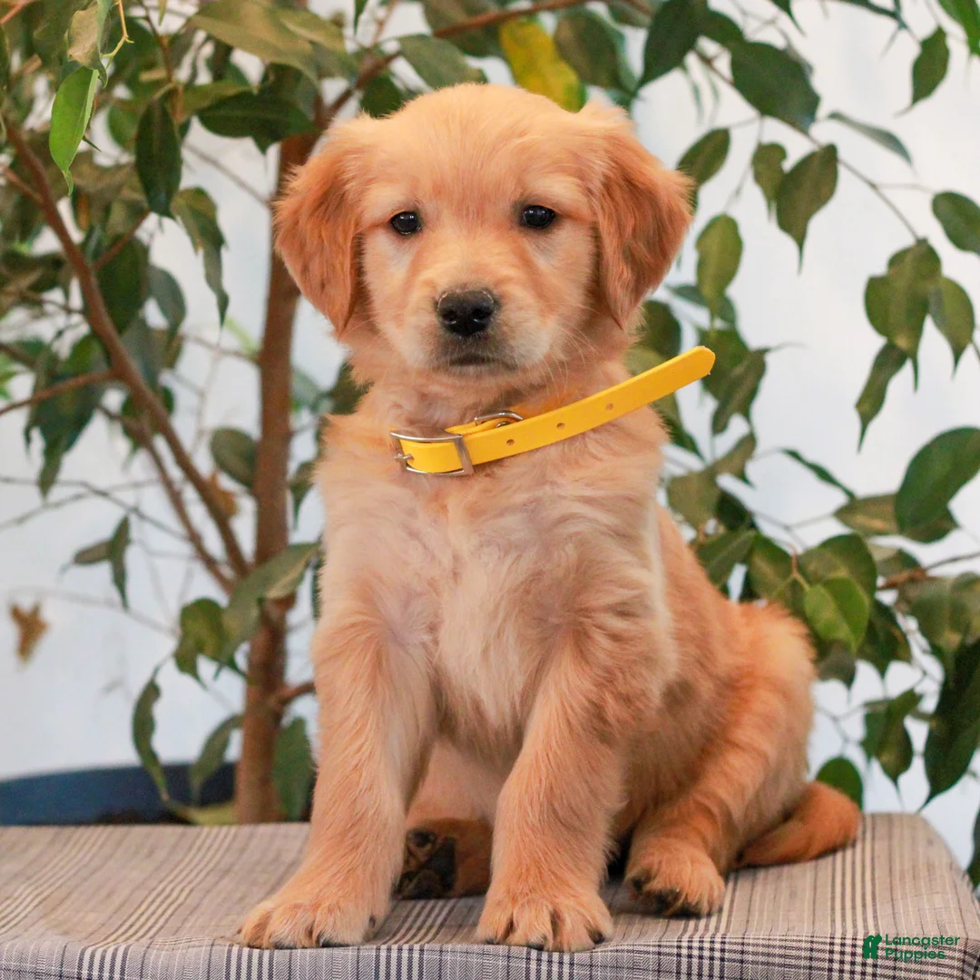 Golden Retriever dogs for sale: Pansie  - Ad 1
