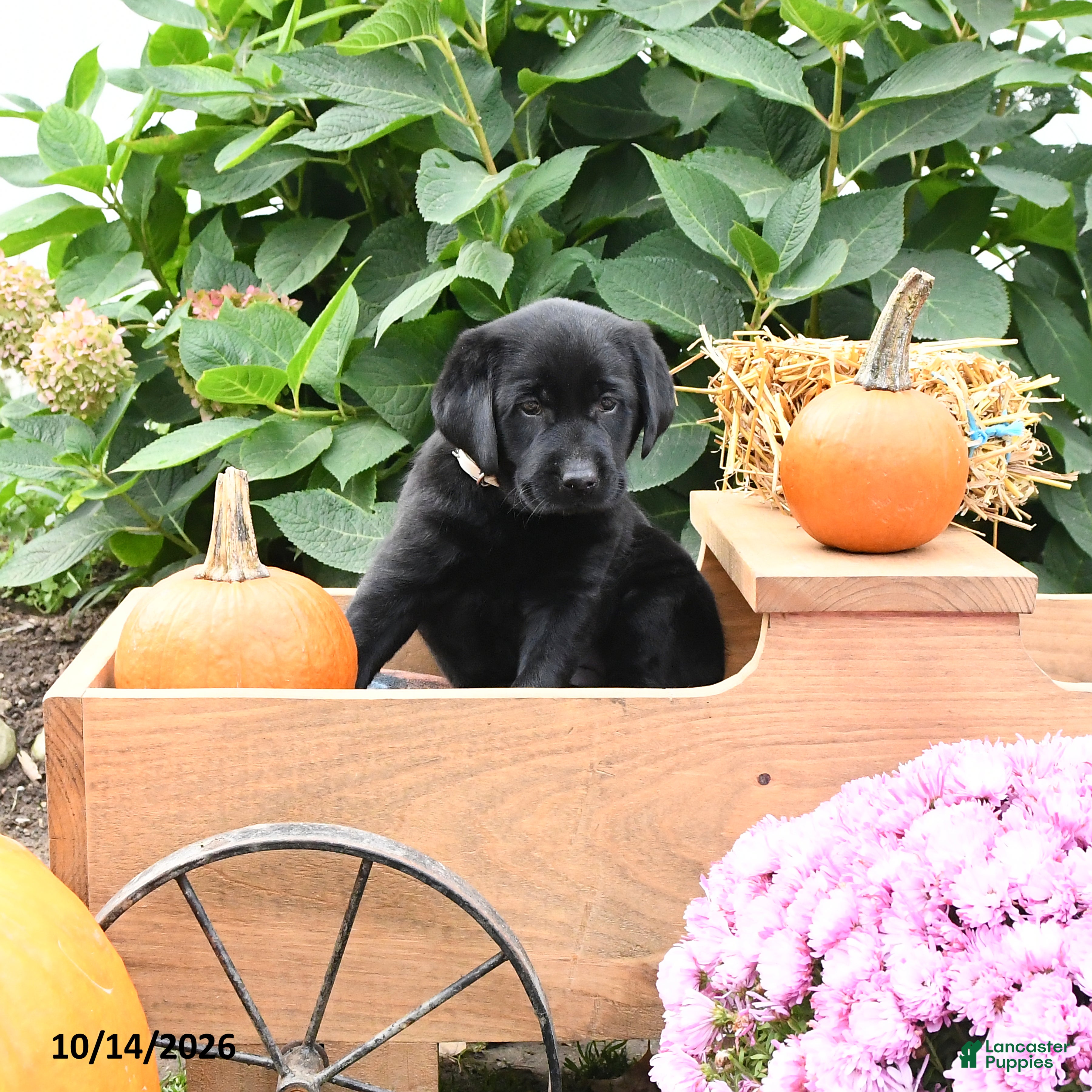 Labrador Retriever dogs Gertie - Ad 2
