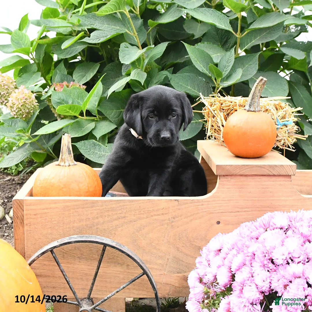 Labrador Retriever dogs for sale: Gertie - Ad 2