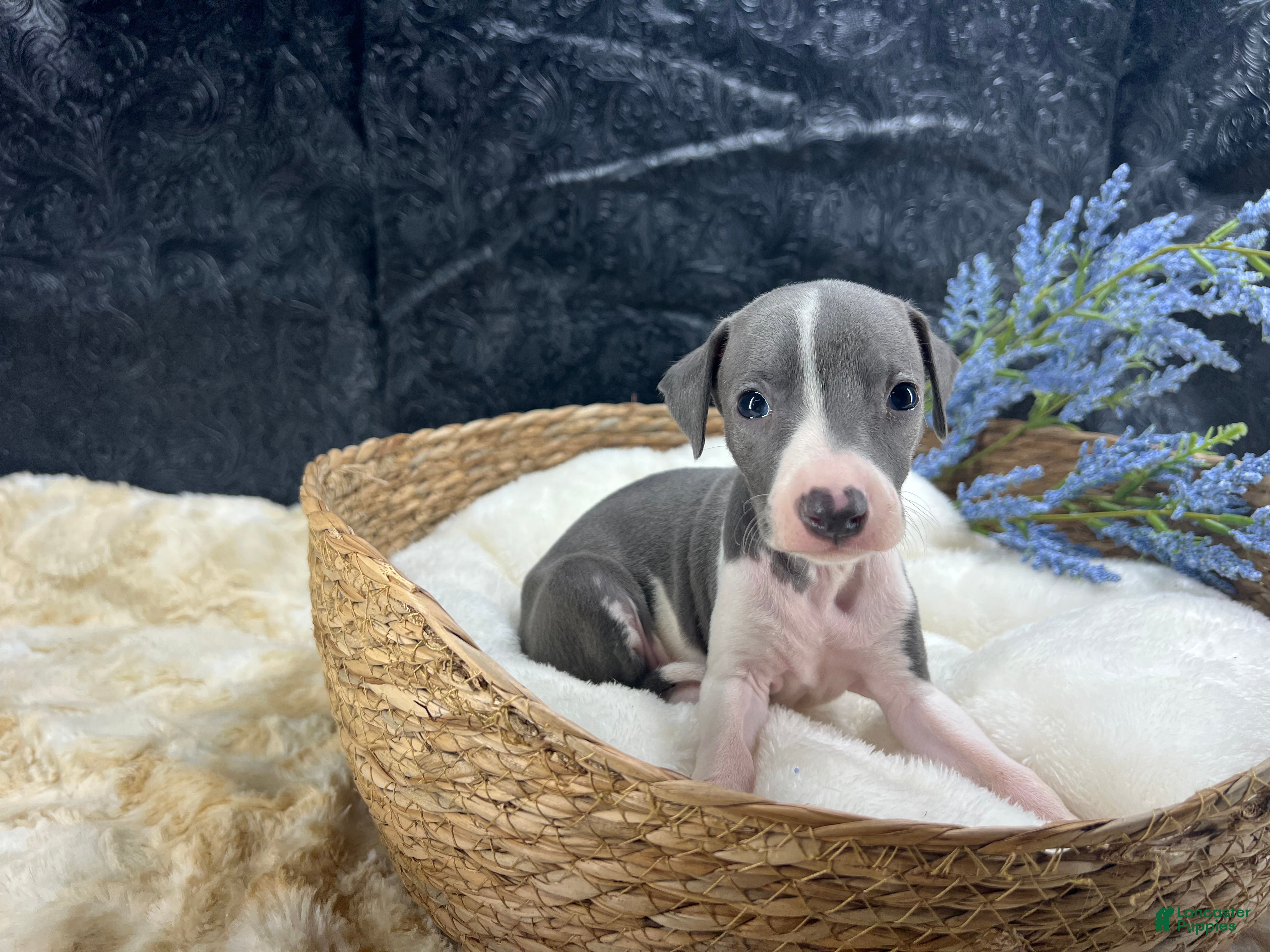 Italian Greyhound dogs Italian Greyhound 2 - Ad 1