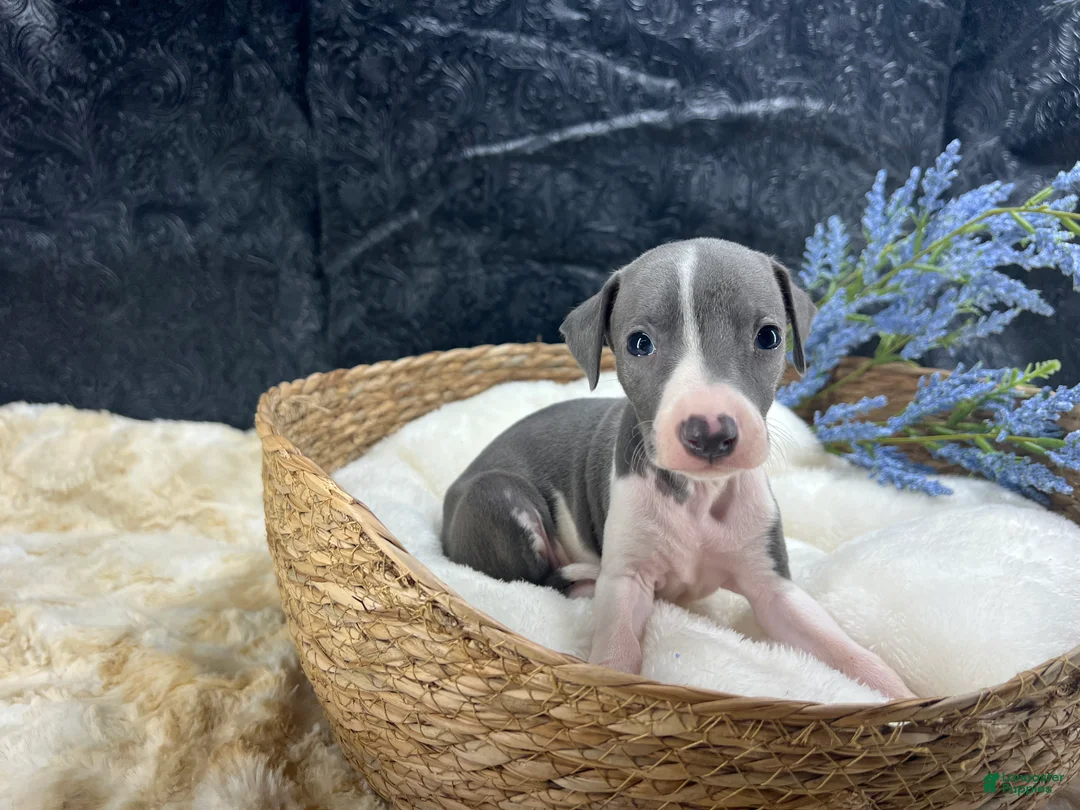 Italian Greyhound dogs for sale: Italian Greyhound 2 - Ad 1