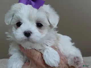 Maltese dogs Lila 1 lb 10 ozs - Ad 5