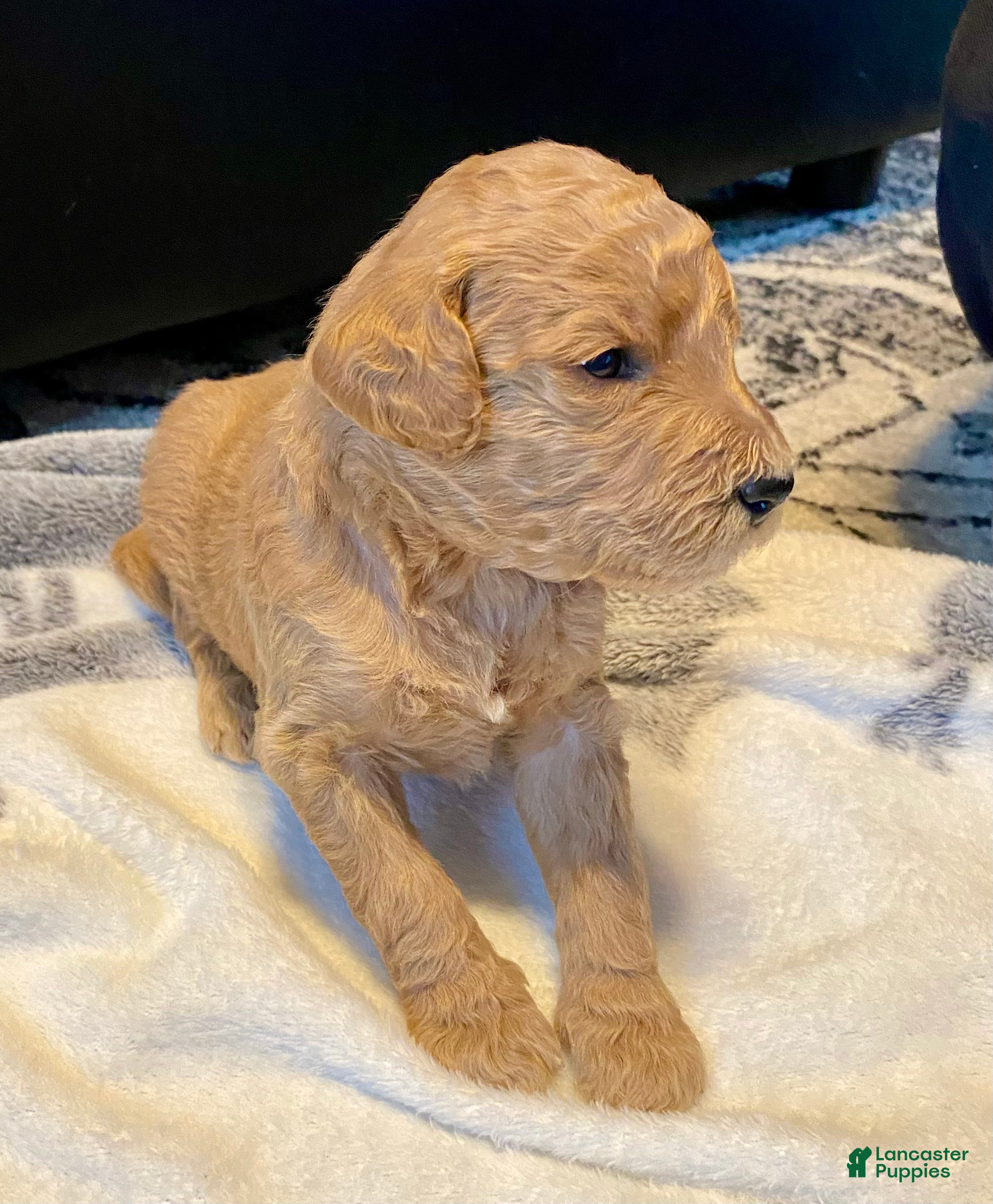 Standard Poodle dogs for sale: Apricot - Ad 3