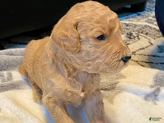 Standard Poodle dogs for sale: Apricot - Ad 3