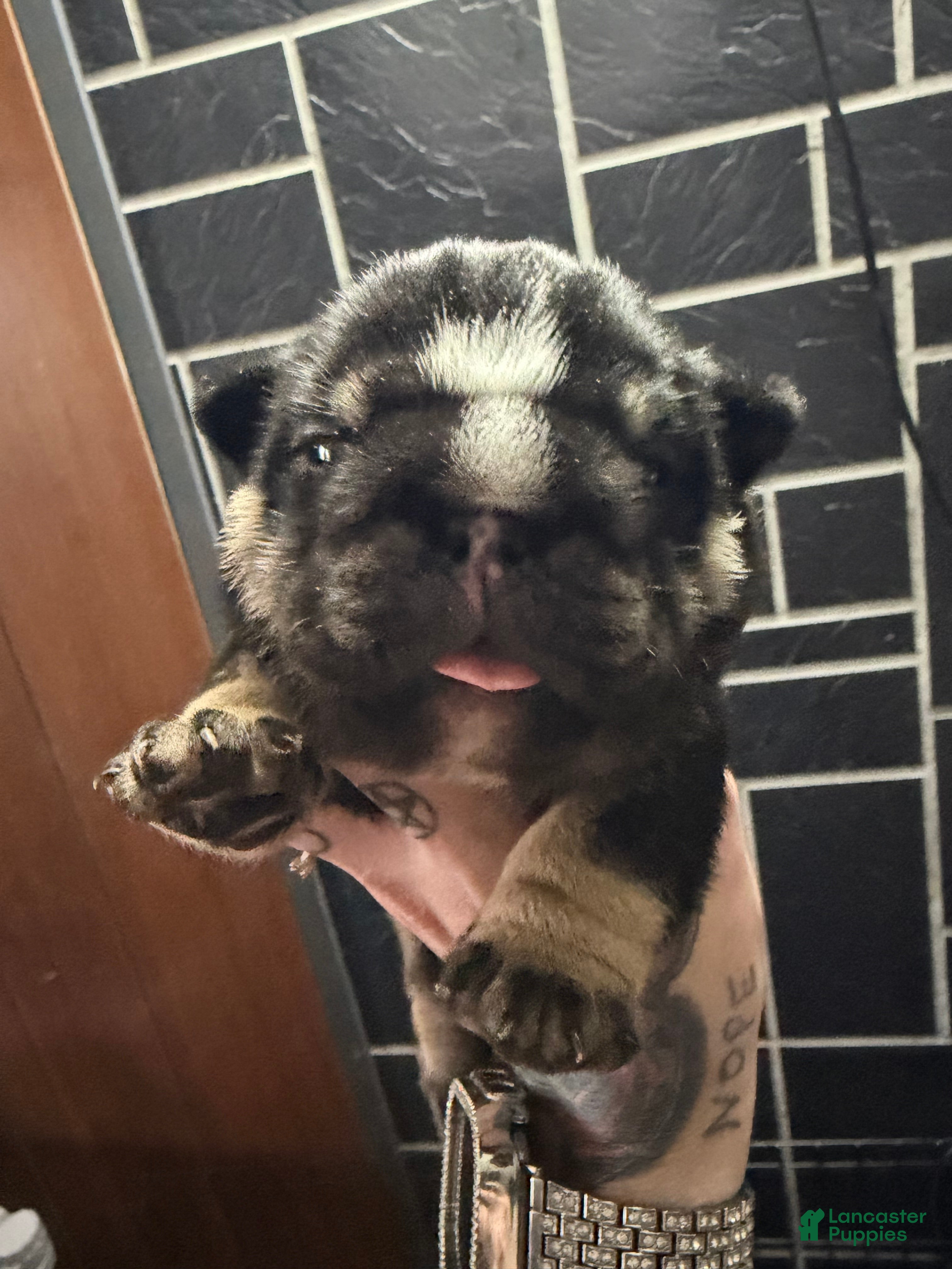 English Bulldog dogs Black tri  - Ad 33