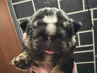 English Bulldog dogs Black tri - Ad 33