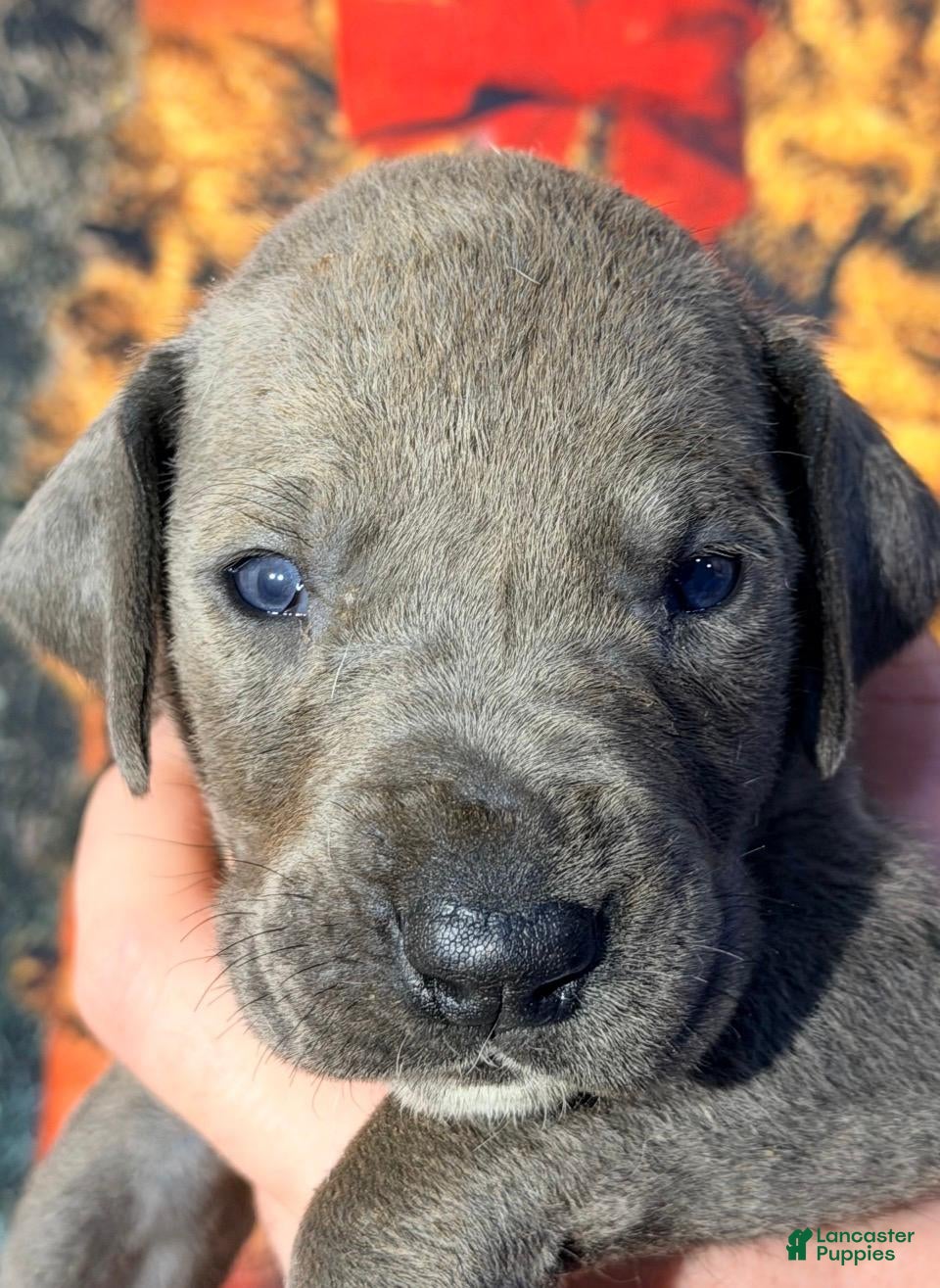 Great Dane dogs Winona - Blue - Ad 24