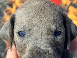 Great Dane dogs Winona - Blue - Ad 41