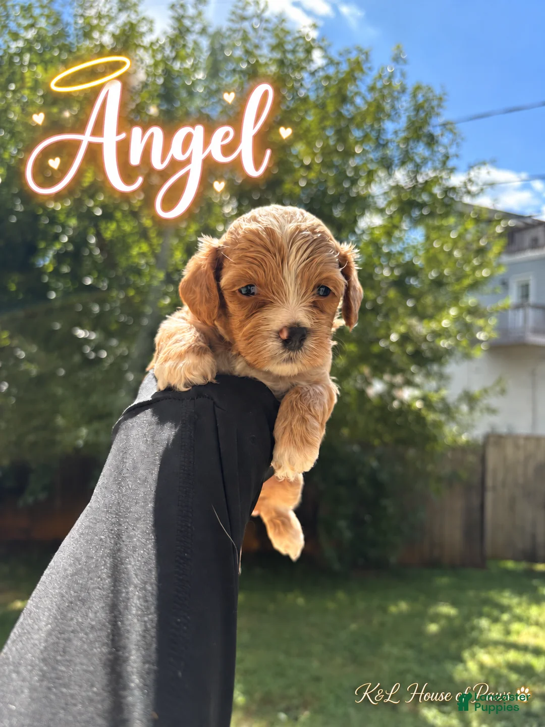 Maltipoo dogs for sale: Angel - Ad 2